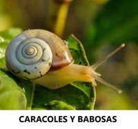 CARACOLES Y BABOSA (FILEminimizer)
