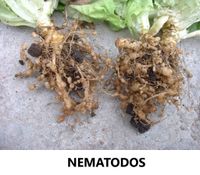 NEMATODOS (FILEminimizer)