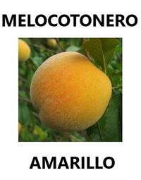 melocotonero-amarillo (FILEminimizer) (FILEminimizer)