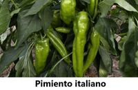 pimiento_italiano (FILEminimizer)